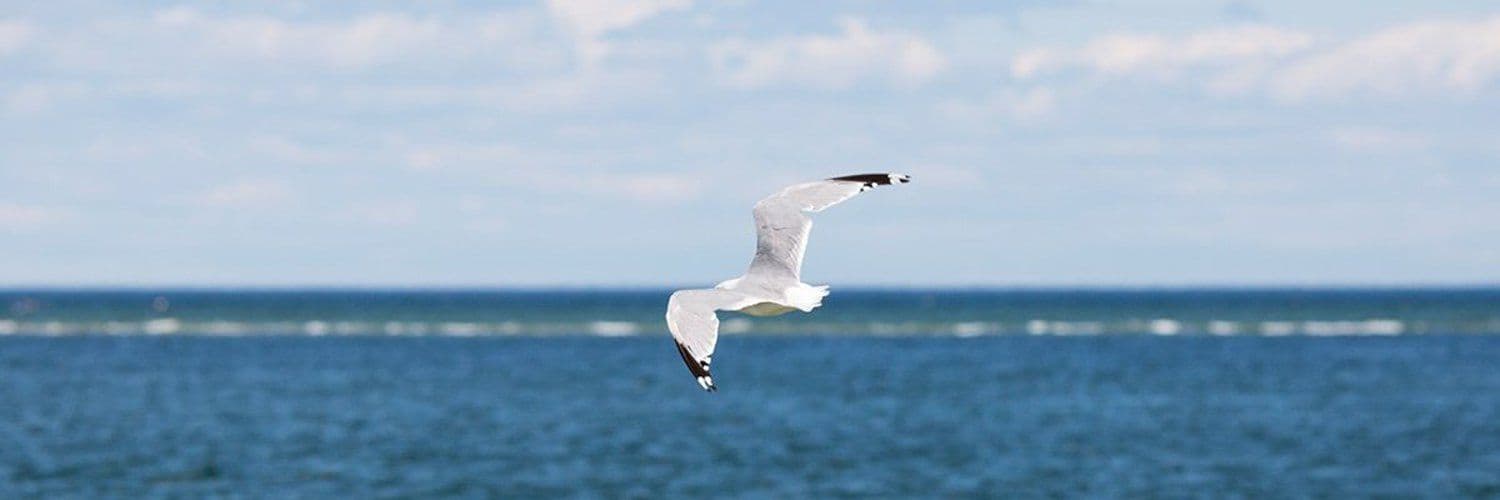 Endicott College Equestrian